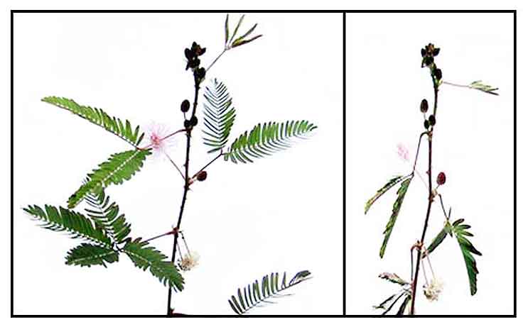 makahiya plant drawing