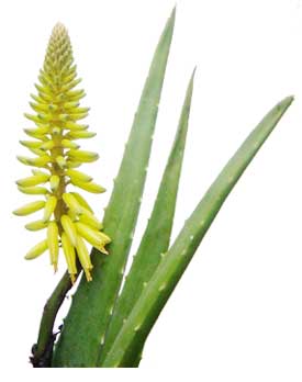 Sabila or Aloe Vera Aloe barbadensis miller liquid  Philippine 