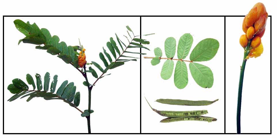 Akapulko Cassia Alata Linn RINGWORM BUSH Yi Bing Jue Ming 