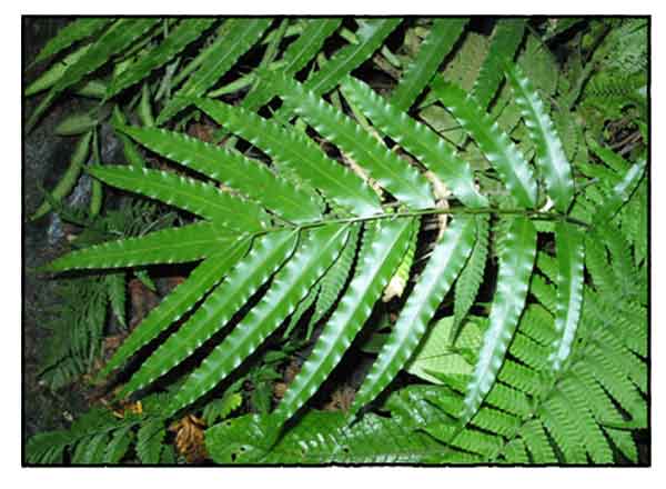 Diliman, Stenochlaena palustris, CLIMBING swamp FERN/ Alternative Medicine